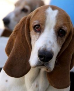 DaphneyLand Basset Hound Rescue | Open for Adoptions